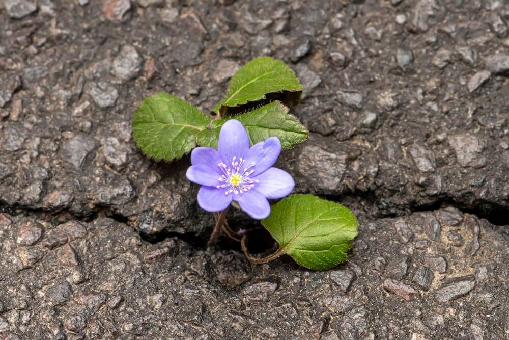 Flower Sits on a Rock | Therapy for Anxiety in Evanston, IL | Anxiety in Evanston, IL | Social Anxiety in Evanston, IL | 60201 | 60660 | 60062 A purple flower sits on a rock. Tired of feeling stuck when it comes to your anxiety? We specialize in therapy for anxiety in Evanston, IL and can help you get to a better place. Move forward with an anxiety therapist today!