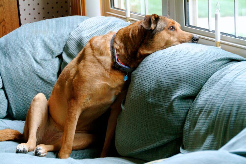 Sweet lonely dog looking out the window. The photo represents the loneliness you can feel when your children leave home. Its next to content that describes how therapy for empty nest syndrome in Evanston IL can help reduce anxiety, depression, and loneliness | 60201
